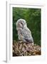 Young Ural Owl-Linda Wright-Framed Photographic Print