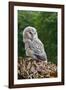 Young Ural Owl-Linda Wright-Framed Photographic Print