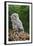 Young Ural Owl-Linda Wright-Framed Photographic Print