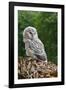 Young Ural Owl-Linda Wright-Framed Photographic Print