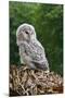 Young Ural Owl-Linda Wright-Mounted Photographic Print