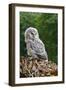 Young Ural Owl-Linda Wright-Framed Photographic Print