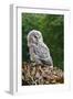 Young Ural Owl-Linda Wright-Framed Photographic Print