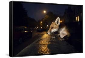 Young Urban Red Fox (Vulpes Vulpes). Bristol, UK. August-Sam Hobson-Framed Stretched Canvas