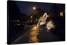 Young Urban Red Fox (Vulpes Vulpes). Bristol, UK. August-Sam Hobson-Stretched Canvas