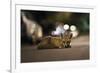 Young Urban Red Fox (Vulpes Vulpes) Lying in Road with Street Lights Behind. Bristol, UK, August-Sam Hobson-Framed Photographic Print