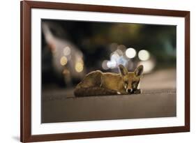 Young Urban Red Fox (Vulpes Vulpes) Lying in Road with Street Lights Behind. Bristol, UK, August-Sam Hobson-Framed Photographic Print