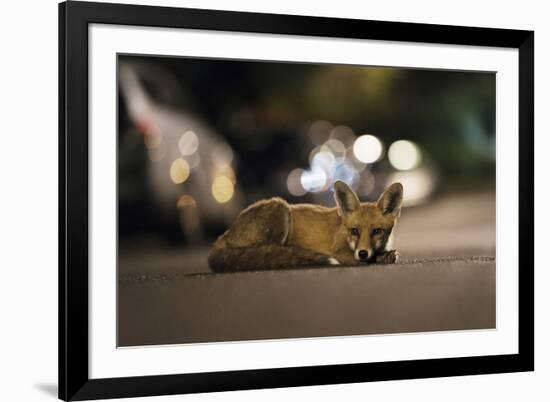 Young Urban Red Fox (Vulpes Vulpes) Lying in Road with Street Lights Behind. Bristol, UK, August-Sam Hobson-Framed Photographic Print