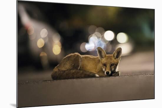 Young Urban Red Fox (Vulpes Vulpes) Lying in Road with Street Lights Behind. Bristol, UK, August-Sam Hobson-Mounted Photographic Print