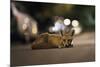 Young Urban Red Fox (Vulpes Vulpes) Lying in Road with Street Lights Behind. Bristol, UK, August-Sam Hobson-Mounted Photographic Print