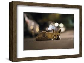 Young Urban Red Fox (Vulpes Vulpes) Lying in Road with Street Lights Behind. Bristol, UK, August-Sam Hobson-Framed Photographic Print