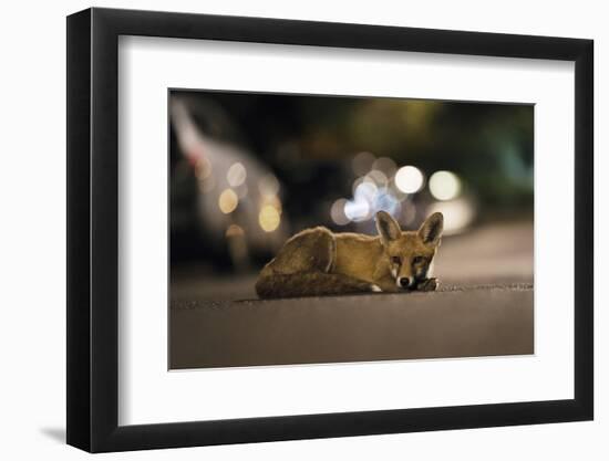 Young Urban Red Fox (Vulpes Vulpes) Lying in Road with Street Lights Behind. Bristol, UK, August-Sam Hobson-Framed Photographic Print