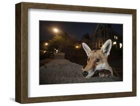 Young Urban Red Fox (Vulpes Vulpes) Poking its Head Up over a Wall. Bristol, UK, August-Sam Hobson-Framed Photographic Print
