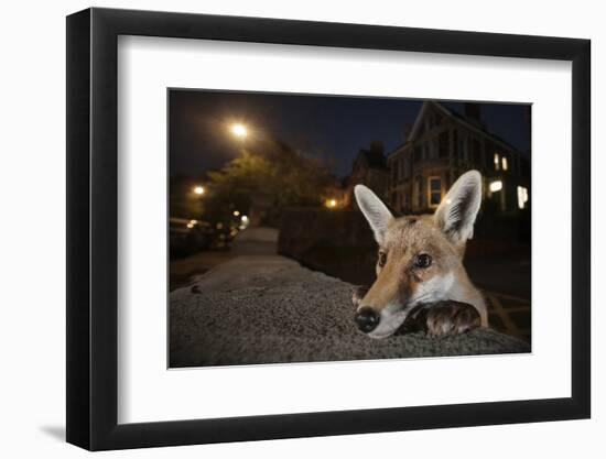 Young Urban Red Fox (Vulpes Vulpes) Poking its Head Up over a Wall. Bristol, UK, August-Sam Hobson-Framed Photographic Print