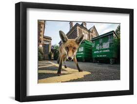 Young Urban Red Fox (Vulpes Vulpes) Standing In Front Of Bristol City Council Dustbins-Sam Hobson-Framed Photographic Print