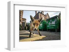 Young Urban Red Fox (Vulpes Vulpes) Standing In Front Of Bristol City Council Dustbins-Sam Hobson-Framed Photographic Print