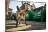 Young Urban Red Fox (Vulpes Vulpes) Standing In Front Of Bristol City Council Dustbins-Sam Hobson-Mounted Photographic Print