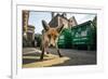 Young Urban Red Fox (Vulpes Vulpes) Standing In Front Of Bristol City Council Dustbins-Sam Hobson-Framed Photographic Print