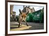 Young Urban Red Fox (Vulpes Vulpes) Standing In Front Of Bristol City Council Dustbins-Sam Hobson-Framed Photographic Print