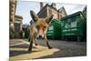 Young Urban Red Fox (Vulpes Vulpes) Standing In Front Of Bristol City Council Dustbins-Sam Hobson-Mounted Photographic Print