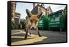 Young Urban Red Fox (Vulpes Vulpes) Standing In Front Of Bristol City Council Dustbins-Sam Hobson-Framed Stretched Canvas