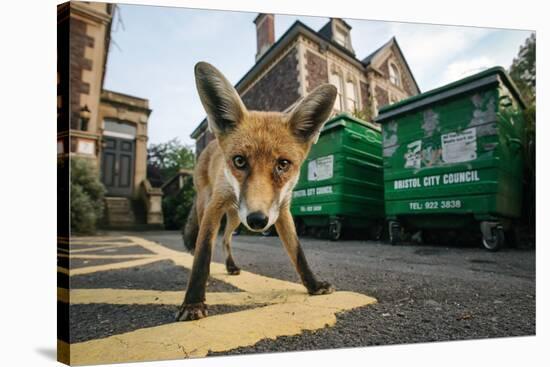 Young Urban Red Fox (Vulpes Vulpes) Standing In Front Of Bristol City Council Dustbins-Sam Hobson-Stretched Canvas