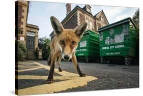 Young Urban Red Fox (Vulpes Vulpes) Standing In Front Of Bristol City Council Dustbins-Sam Hobson-Stretched Canvas