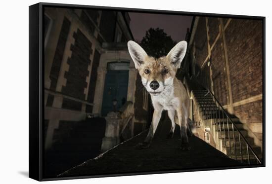 Young Urban Red Fox (Vulpes Vulpes) Standing on a Wall at Night-Sam Hobson-Framed Stretched Canvas