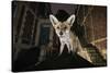 Young Urban Red Fox (Vulpes Vulpes) Standing on a Wall at Night-Sam Hobson-Stretched Canvas