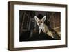 Young Urban Red Fox (Vulpes Vulpes) Standing on a Wall at Night-Sam Hobson-Framed Photographic Print