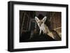 Young Urban Red Fox (Vulpes Vulpes) Standing on a Wall at Night-Sam Hobson-Framed Photographic Print