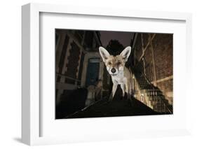 Young Urban Red Fox (Vulpes Vulpes) Standing on a Wall at Night-Sam Hobson-Framed Photographic Print