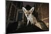 Young Urban Red Fox (Vulpes Vulpes) Standing on a Wall at Night-Sam Hobson-Mounted Photographic Print