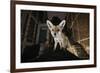 Young Urban Red Fox (Vulpes Vulpes) Standing on a Wall at Night-Sam Hobson-Framed Photographic Print