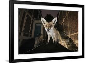 Young Urban Red Fox (Vulpes Vulpes) Standing on a Wall at Night-Sam Hobson-Framed Photographic Print