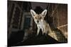 Young Urban Red Fox (Vulpes Vulpes) Standing on a Wall at Night-Sam Hobson-Mounted Photographic Print