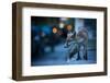 Young Urban Red Fox (Vulpes Vulpes) with Street Lights Behind. Bristol, UK. August-Sam Hobson-Framed Photographic Print