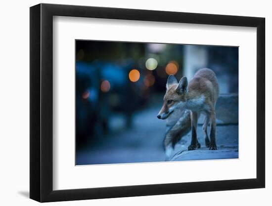 Young Urban Red Fox (Vulpes Vulpes) with Street Lights Behind. Bristol, UK. August-Sam Hobson-Framed Photographic Print