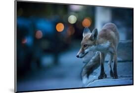 Young Urban Red Fox (Vulpes Vulpes) with Street Lights Behind. Bristol, UK. August-Sam Hobson-Mounted Photographic Print