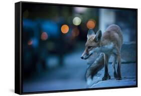 Young Urban Red Fox (Vulpes Vulpes) with Street Lights Behind. Bristol, UK. August-Sam Hobson-Framed Stretched Canvas