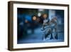 Young Urban Red Fox (Vulpes Vulpes) with Street Lights Behind. Bristol, UK. August-Sam Hobson-Framed Photographic Print