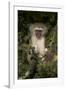 Young Vervet Monkey (Chlorocebus Aethiops), Kruger National Park, South Africa, Africa-James Hager-Framed Photographic Print