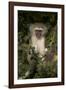 Young Vervet Monkey (Chlorocebus Aethiops), Kruger National Park, South Africa, Africa-James Hager-Framed Photographic Print