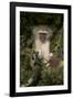 Young Vervet Monkey (Chlorocebus Aethiops), Kruger National Park, South Africa, Africa-James Hager-Framed Photographic Print