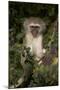 Young Vervet Monkey (Chlorocebus Aethiops), Kruger National Park, South Africa, Africa-James Hager-Mounted Photographic Print