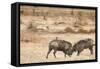 Young Warthogs Sparring-Michele Westmorland-Framed Stretched Canvas