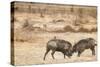 Young Warthogs Sparring-Michele Westmorland-Stretched Canvas