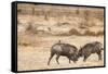 Young Warthogs Sparring-Michele Westmorland-Framed Stretched Canvas