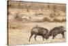 Young Warthogs Sparring-Michele Westmorland-Stretched Canvas