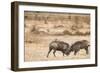 Young Warthogs Sparring-Michele Westmorland-Framed Premium Photographic Print